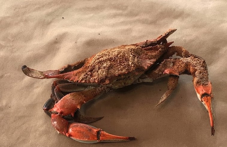 Seafood Opener Patented US Retail Package